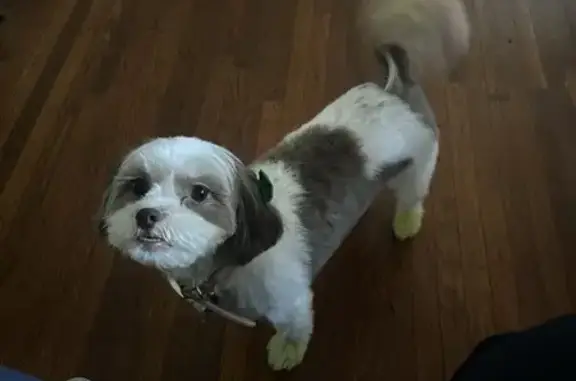 Lost Dog: Dorinda - Unique Look, Lansdowne