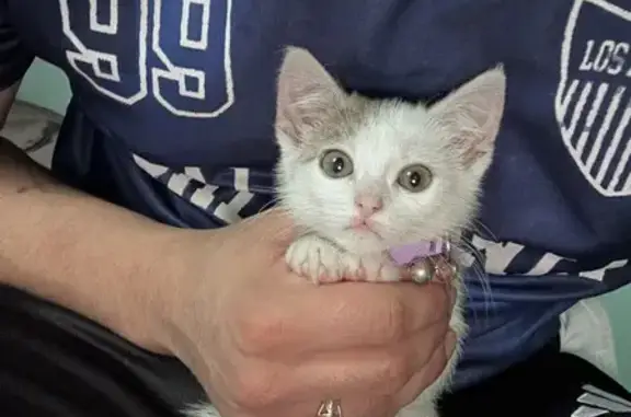 Lost Cat: Heart Patch, Pink Collar, NJ