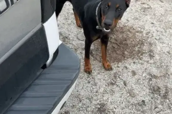Missing Small Doberman: South County Rd