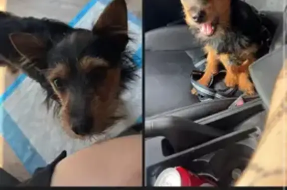 Lost Dog: Brown & Black in Indianapolis