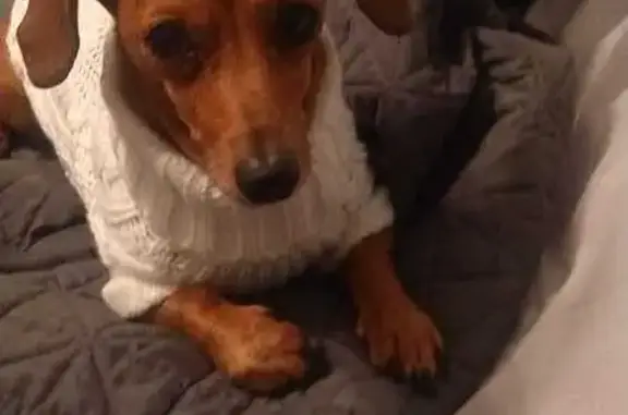 Lost: Senior Red Dog, Rhinestone Collar
