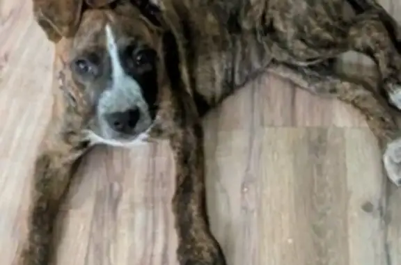 Lost: Maddie, Blue Heeler Mix, Glendale