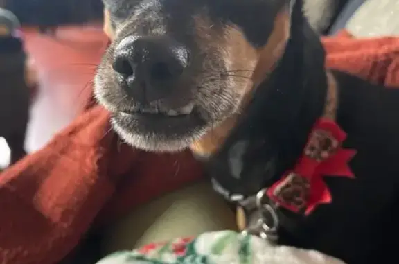 Lost and found pets Gardena, photo: Lost Miniature Pinscher: Help Find Rocksy!