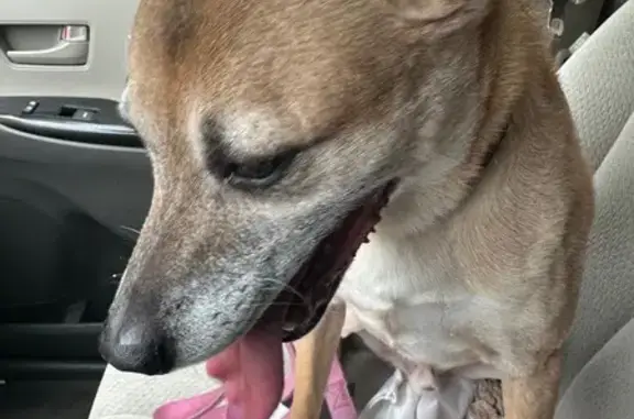 Lost and found pets Huntley, photo: Found: Scared Tan Dog Near Boulder Ridge
