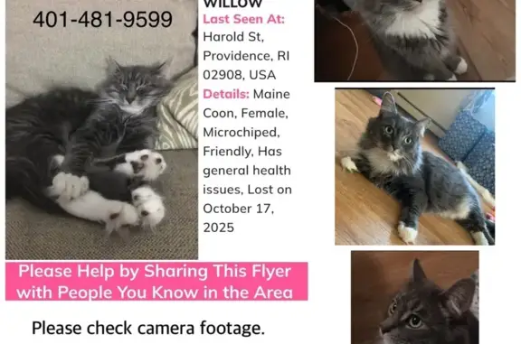 Lost Cat: Grey & White on Harold St.