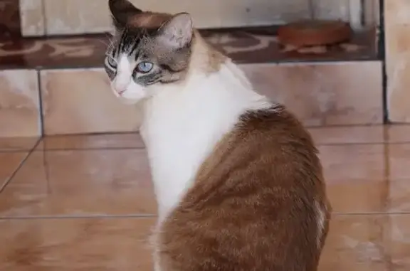 gato desaparecida