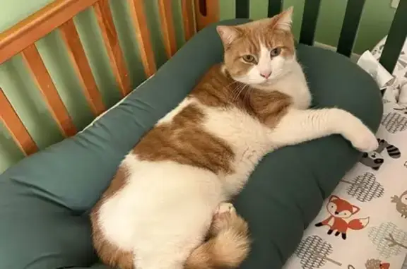 Lost Cat: Large White & Orange in Northfield