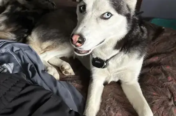 Missing dog , photo: Lost Dog: Blue-Eyed Pup on Makyes Rd