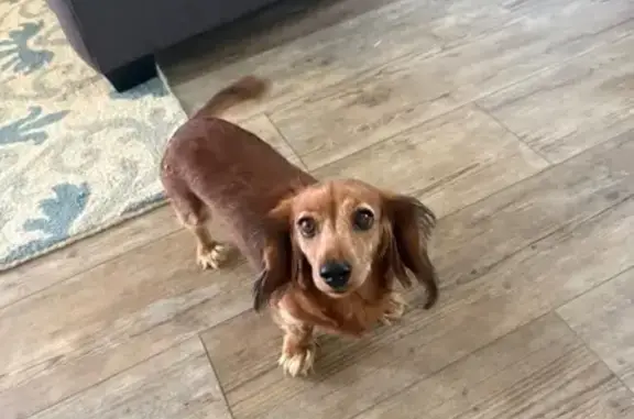 Lost Miniature Dachshund in Midwest City