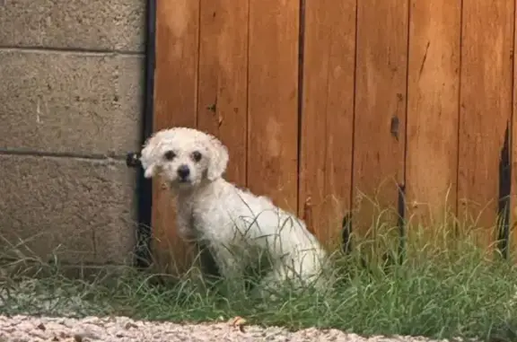 Lost and found pets Mesa, photo: Found: White MaltiPoo on East Enrose St, Mesa