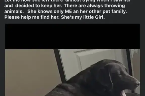 Lost Huge Lab Mix: Needs Meds, Turner Rd