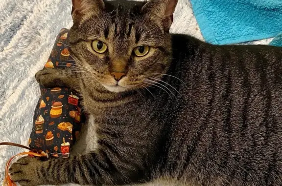 Friendly Tabby Cat Missing in Culpeper