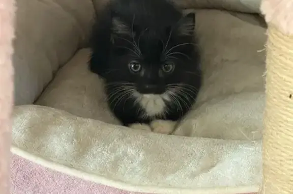 Lost Tuxedo Kitten: West 50th, Hialeah