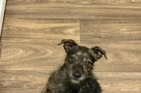 Lost Chihuahua Mix: Lewood Dr, Plainfield
