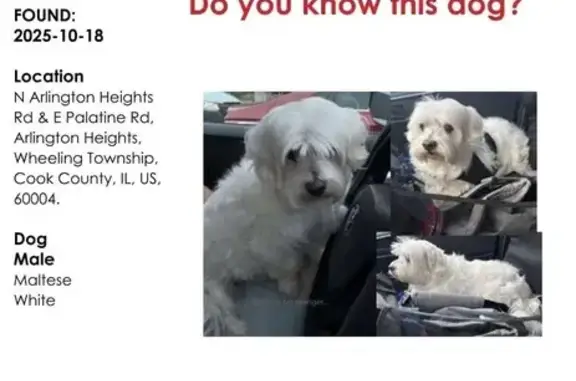 Lost and found pets , photo: Friendly White Dog Found in Arlington