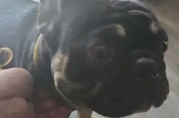 Lost Frenchie: Black & Tan on Madison St