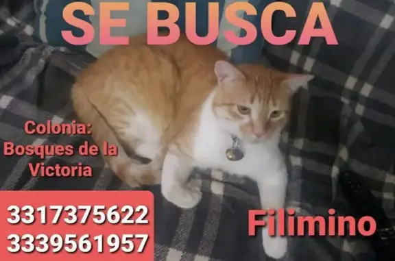¡Gato Naranja Perdido en Guadalajara!