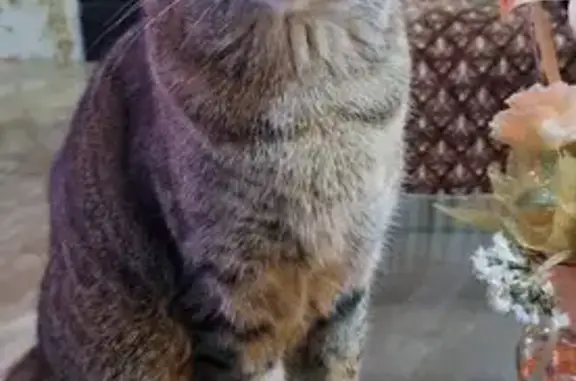 Animales perdidos , foto: Gato Café Perdido en CDMX: Grande y Dormilón