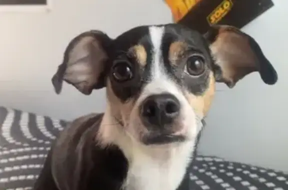 Lost and found pets Columbus, photo: Lost Dog Bo: Black, White & Brown Coat