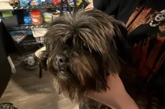 Found pets D'Iberville, photo: Found Dog: Wavy Coat & Pink Collar