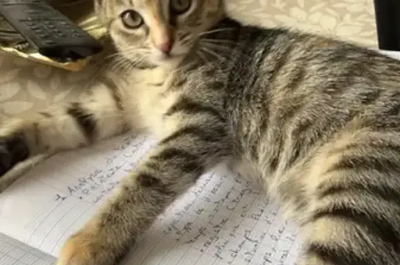 Chat perdue à Lucé : dos roux, coussinets bicolores - photo