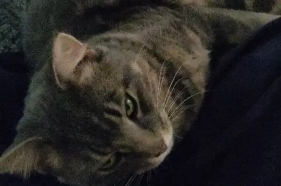 Lost: Skittish Grey/Blue Tabby in Woodquay