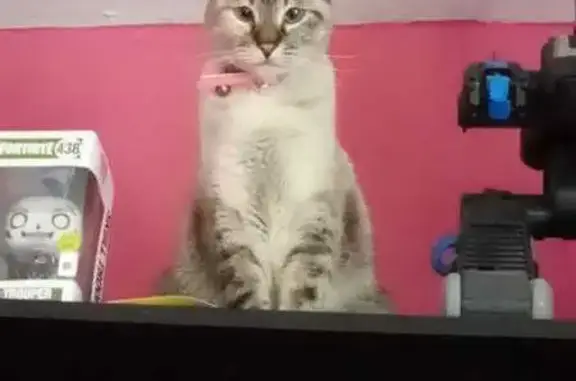 Gatita Gris con Correa Rosa Desaparecida
