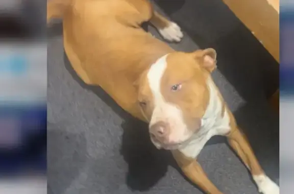 Lost and found pets Blacktown, photo: Lost Dog in Blacktown: Light Brown & White