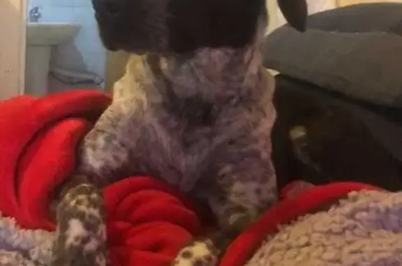Perro Perdido: Negra con Lunares en Zapopan