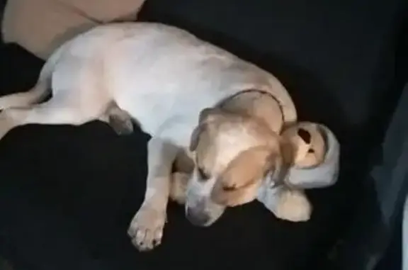 Lost Bullmastiff Mix - Maitland Area