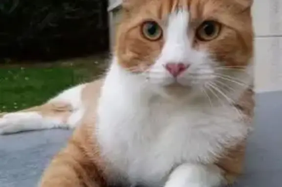 Animaux perdus Saint-Cyr-l'École, photo: Chat roux tigré perdu à Saint-Cyr-l'École