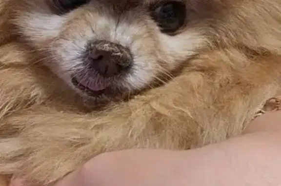 Lost Deaf Pomeranian: Coughing, 453 Area