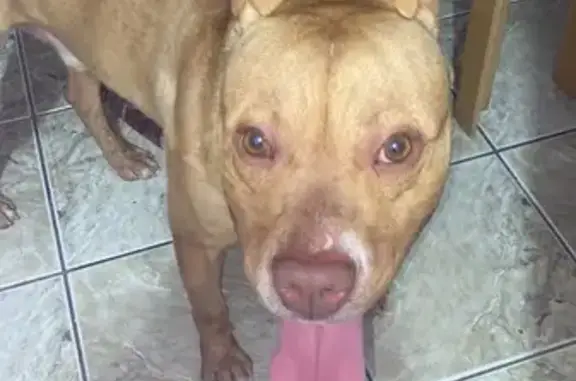 cachorro encontrada