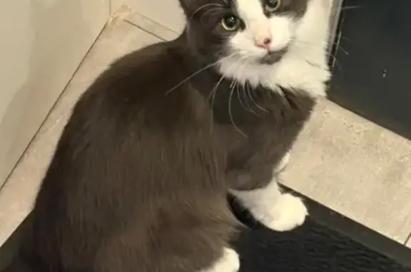 Chat gris/blanc perdu, tache nez noir, Échenevex - photo