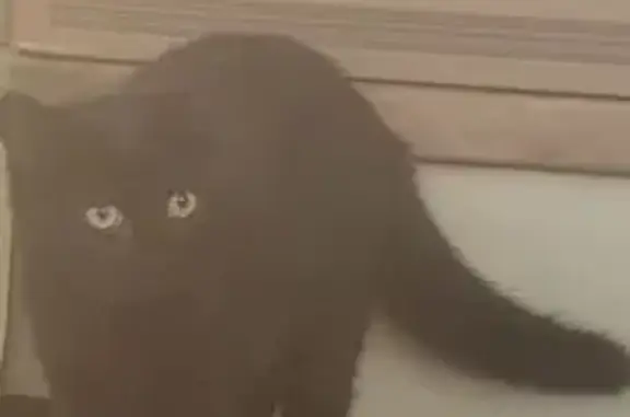 Chat perdu : Zeus, noir, 1 an et demi, Lattes - photo