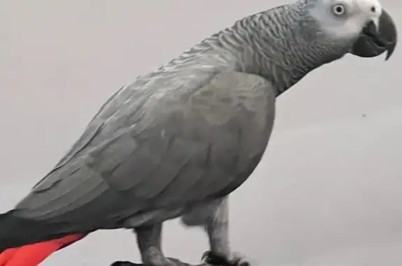 Lost and found pets Sydney, photo: Lost African Grey Parrot in Rozelle Area