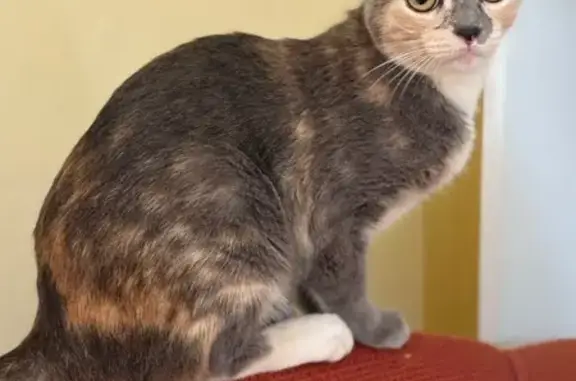 Gato Perdido en Cañada los Tomates, 73