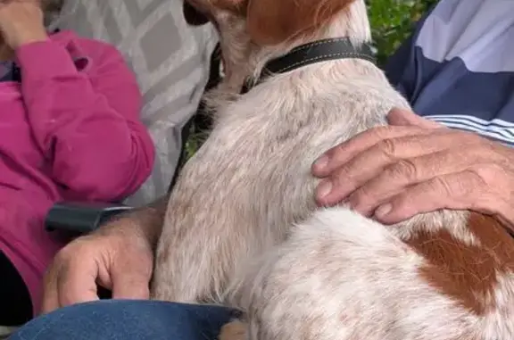 Chien perdu Mougins, photo : Épagneul breton perdu à Mougins