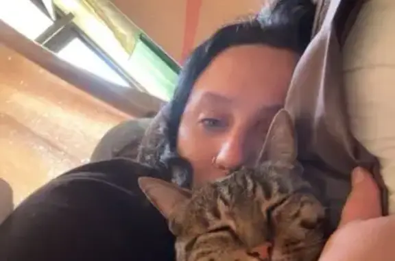 Lost Skittish Cat with Green Collar