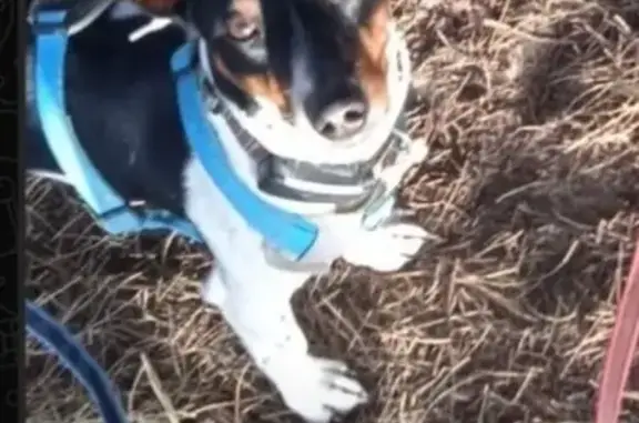 Perro perdido: juguetón y sociable en Tarifa