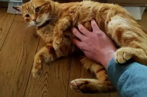 Chat mâle roux perdu à Ceyssat - photo