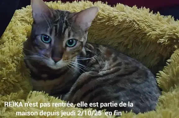 Animaux perdus , photo: Chat Bengal perdu à Fierville-les-Mines
