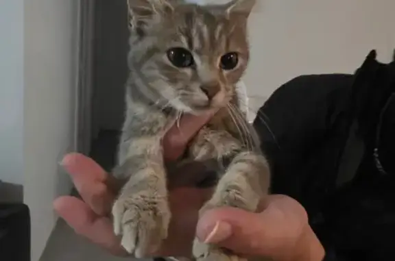 Chat trouvé , photo: Chaton gris trouvé au Mesnil-Aubert
