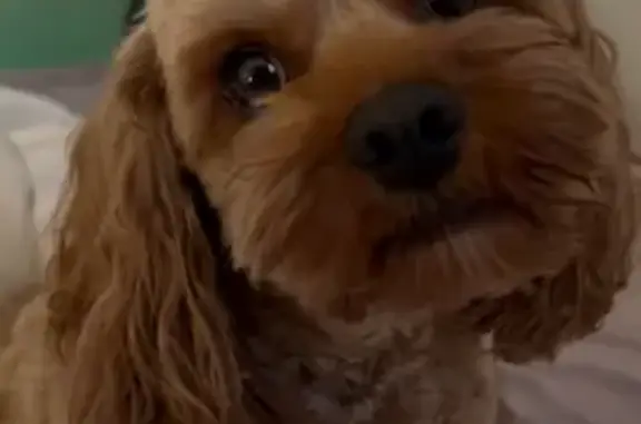 Lost Dog Alert: Coco Needs Your Help!