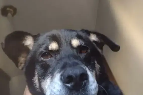 cachorro desaparecida