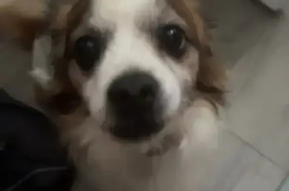 Lost Chihuahua Mix: Fast & Spotty!