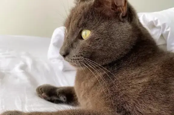 Chat Perdu à Divonne-les-Bains - photo