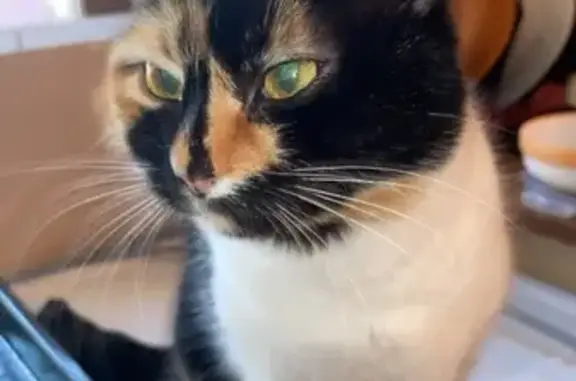 Animaux perdus Guise, photo: Mimi, chat perdue à Guise, très peureuse