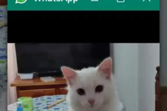 Gato Blanco Perdido en Ossa de Montiel