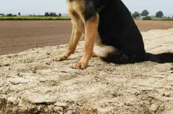 Perro Pastor Alemán Perdido en Almonte